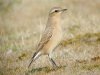 Wheatear at Gunners Park (Steve Arlow) (98047 bytes) Wheatear at Gunners Park (Steve Arlow) (98047 bytes)